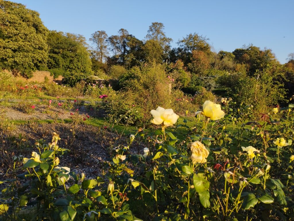 evening sunshine in the Rose Garden