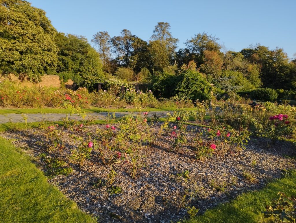 Rose Garden in Thornes Park after weeding 