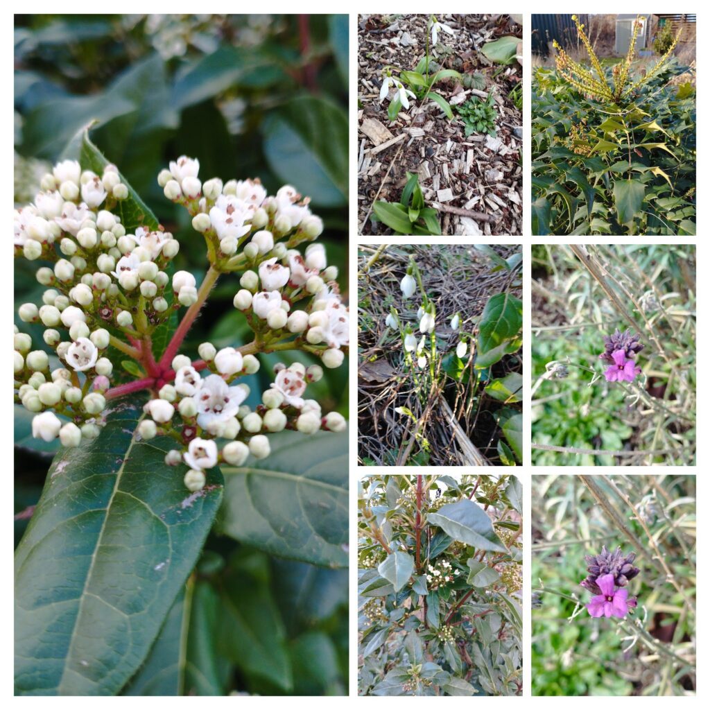 spring flowers collage